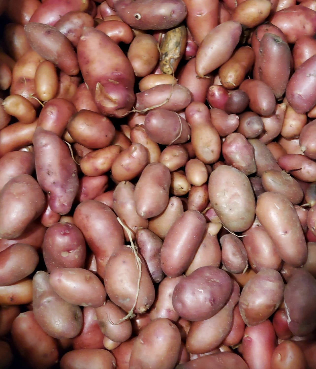 Farm Truck Fresh Fingerling Potatoes
